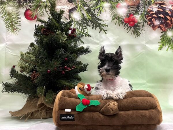 Miniature Schnauzer-DOG-Female-White / Black-24269-Petland Scottsdale, Arizona
