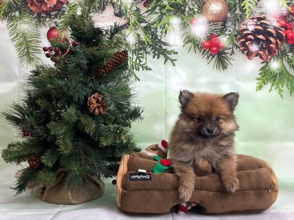 Pomeranian-DOG-Female-Red Sable-24272-Petland Scottsdale, Arizona