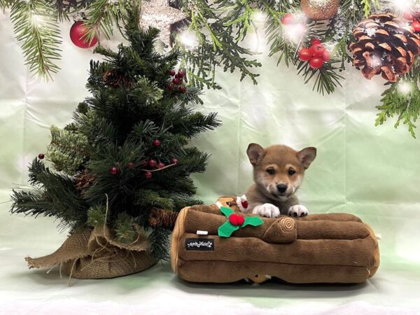 Shiba Inu-DOG-Female-Red Sesame / White-24273-Petland Scottsdale, Arizona