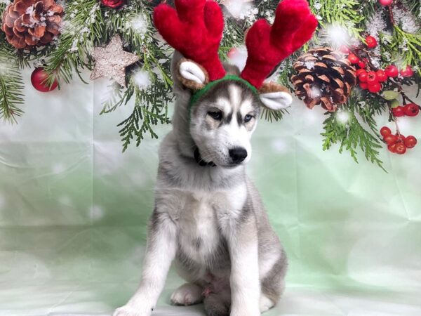 Siberian Husky-DOG-Male-Gray / White-24275-Petland Scottsdale, Arizona