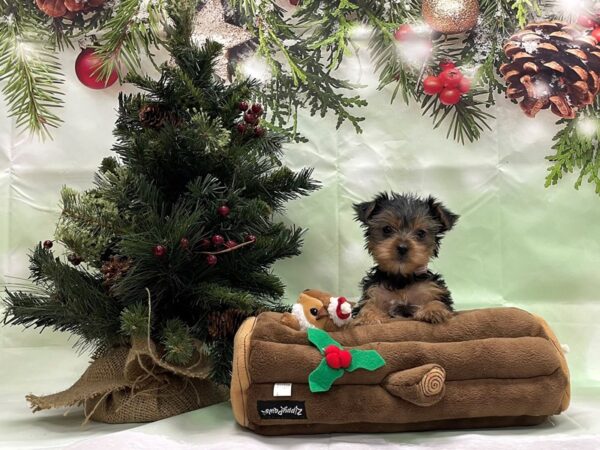 Yorkshire Terrier-DOG-Female-Black / Tan-24276-Petland Scottsdale, Arizona