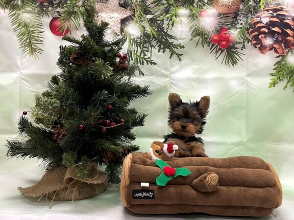 Yorkshire Terrier-DOG-Female-Black / Tan-24278-Petland Scottsdale, Arizona