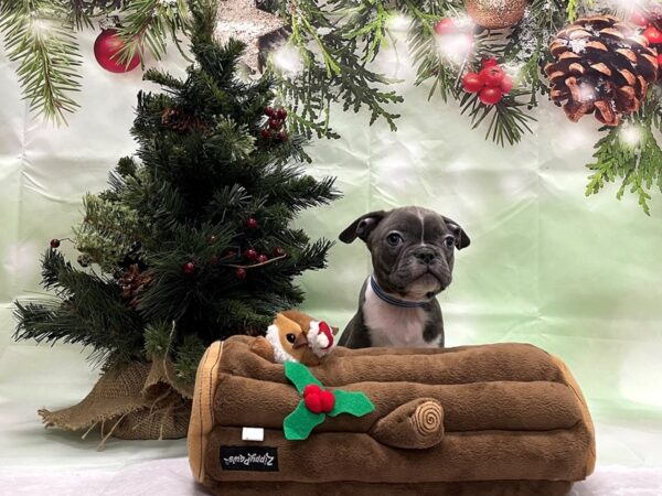 Boston Terrier/French Bulldog-DOG-Male-Blue-24279-Petland Scottsdale, Arizona