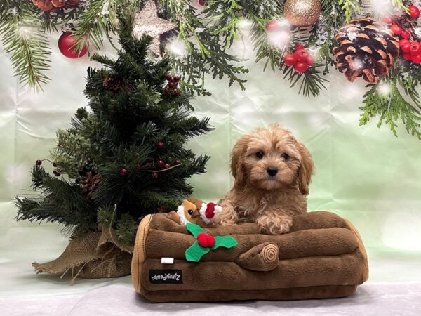 Cavalier King Charles Spaniel/Poodle-DOG-Female-Apricot-24281-Petland Scottsdale, Arizona