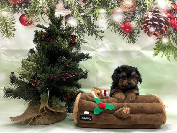 Poodle/Toy Australian Shepherd-DOG-Female-Black / Tan-24282-Petland Scottsdale, Arizona