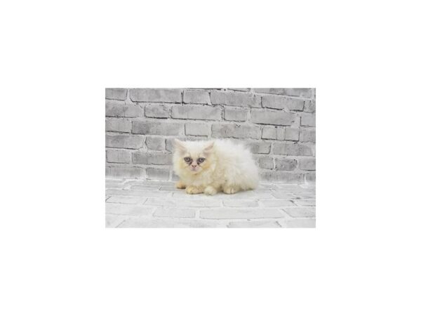 Persian-CAT-Female-White-24290-Petland Scottsdale, Arizona