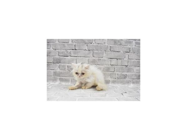 Persian-CAT-Female-White-24291-Petland Scottsdale, Arizona