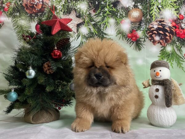 Chow Chow-DOG-Male-Cinnamon-24285-Petland Scottsdale, Arizona