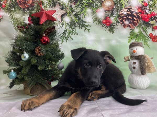 German Shepherd Dog-DOG-Male-Black and Tan-24286-Petland Scottsdale, Arizona