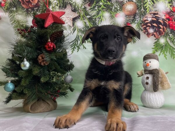 German Shepherd Dog-DOG-Female-Black and Tan-24287-Petland Scottsdale, Arizona