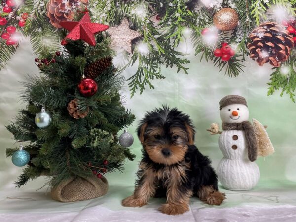 Yorkshire Terrier-DOG-Male-Black and Tan-24289-Petland Scottsdale, Arizona
