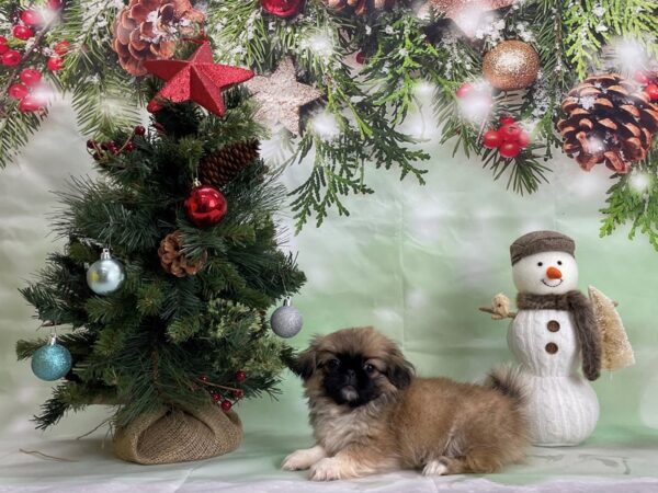 Pekingese-DOG-Female-Fawn-24293-Petland Scottsdale, Arizona