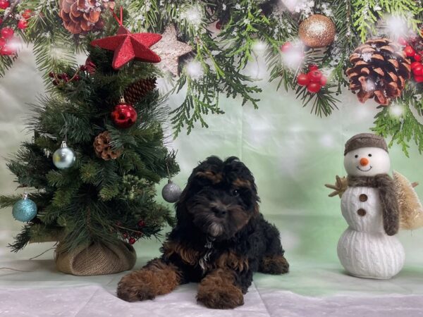 F1B Mini Bernadoodle-DOG-Female-Tri Color-24294-Petland Scottsdale, Arizona
