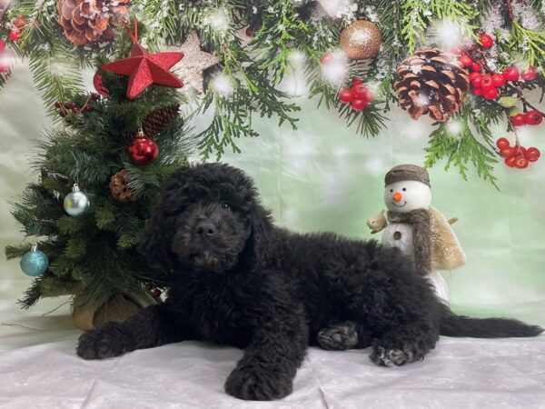 Newfoundland/Standard Poodle-DOG-Female-Black-24296-Petland Scottsdale, Arizona