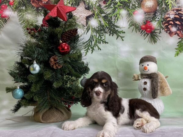 Cocker Spaniel-DOG-Female-White, Chocolate / Tan-24298-Petland Scottsdale, Arizona