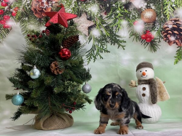Dachshund-DOG-Female-Black / Tan-24299-Petland Scottsdale, Arizona