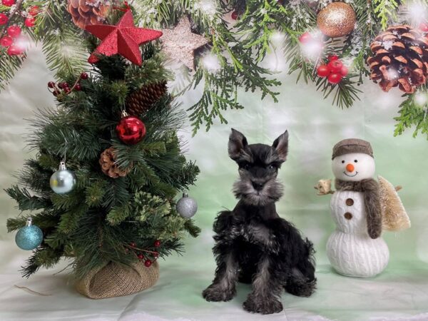 Miniature Schnauzer-DOG-Male-Black / Silver-24301-Petland Scottsdale, Arizona