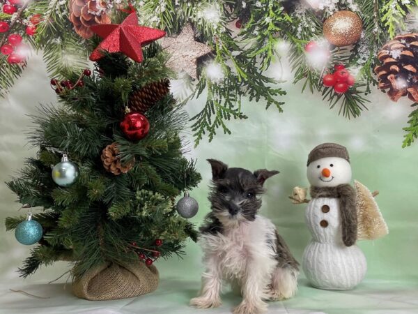 Miniature Schnauzer-DOG-Male-Salt / Pepper-24302-Petland Scottsdale, Arizona