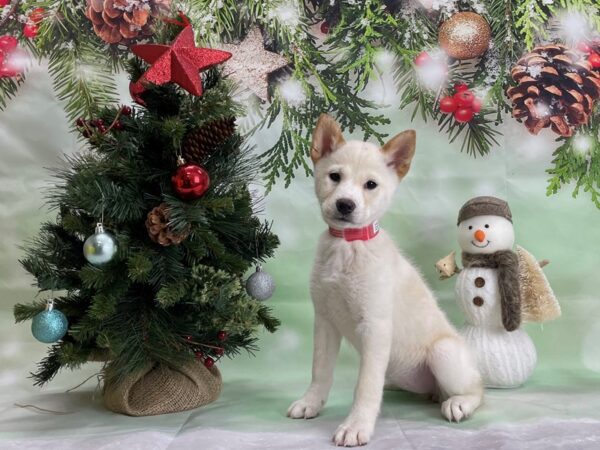 Shiba Inu-DOG-Female-Cream-24303-Petland Scottsdale, Arizona