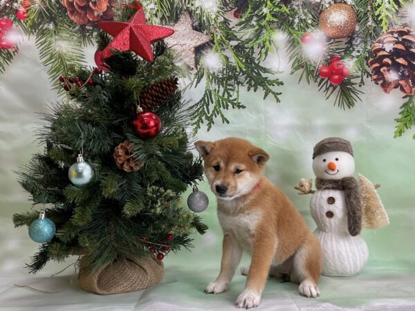 Shiba Inu-DOG-Female-Red Sesame-24304-Petland Scottsdale, Arizona