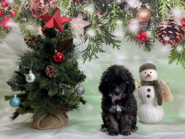 Poodle-DOG-Female-Silver Beige-24307-Petland Scottsdale, Arizona