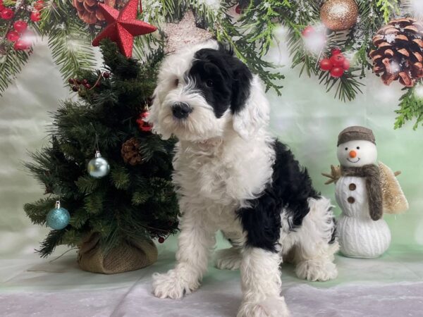 Old English Sheepdog/Standard Poodle-DOG-Female-White / Black-24310-Petland Scottsdale, Arizona