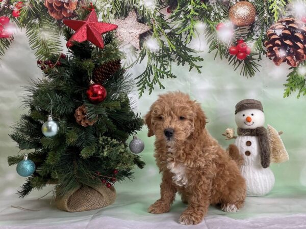 F1B Mini Goldendoodle-DOG-Female-Golden-24311-Petland Scottsdale, Arizona