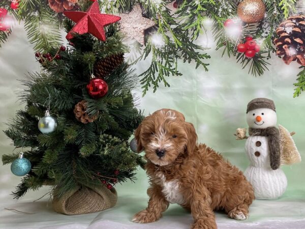 F1B Mini Goldendoodle-DOG-Male-Red-24312-Petland Scottsdale, Arizona