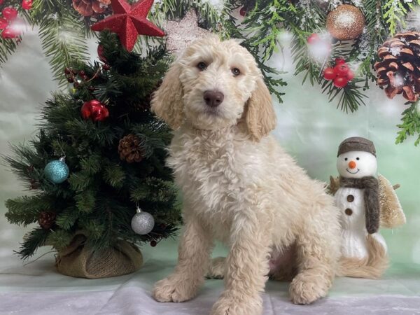 F1B Goldendoodle-DOG-Male-Cream-24313-Petland Scottsdale, Arizona