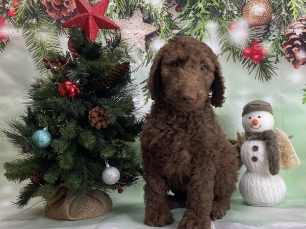 F1B Goldendoodle-DOG-Male-Chocolate-24314-Petland Scottsdale, Arizona