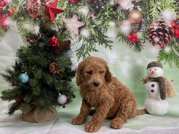 F1B Goldendoodle-DOG-Female-Golden-24325-Petland Scottsdale, Arizona