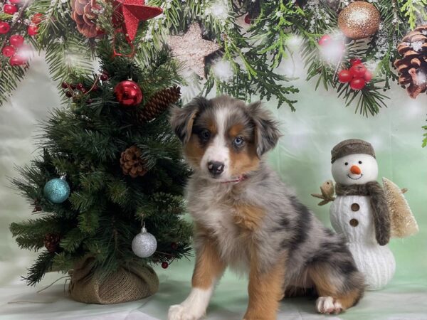 Miniature Australian Shepherd-DOG-Female-TRI-COLOR-24321-Petland Scottsdale, Arizona