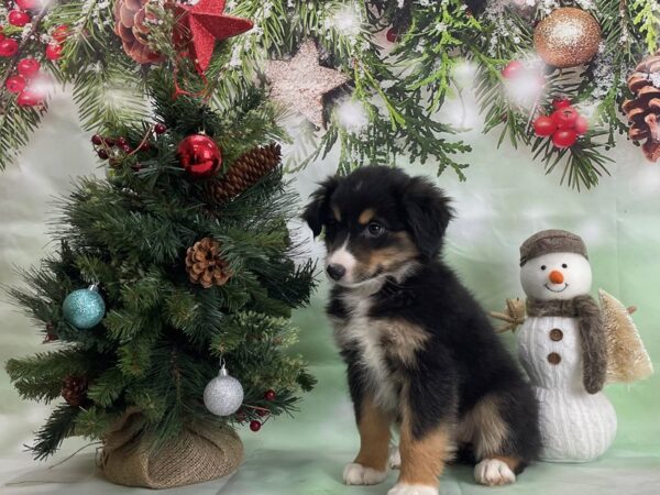 Miniature Australian Shepherd-DOG-Female-BLUE MERLE-24320-Petland Scottsdale, Arizona