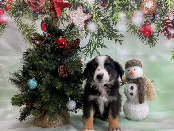 Miniature Australian Shepherd-DOG-Male-TRI-COLOR-24319-Petland Scottsdale, Arizona
