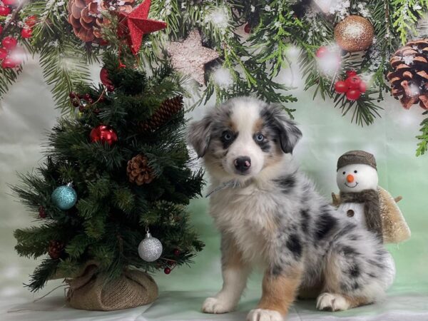 Miniature Australian Shepherd-DOG-Male-BLUE MERLE-24318-Petland Scottsdale, Arizona