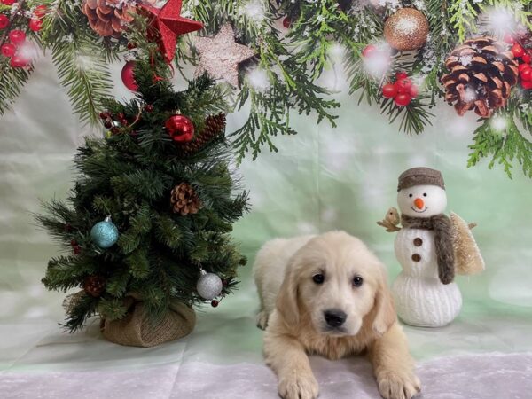 English Cream Golden Retriever-DOG-Female-Cream-24317-Petland Scottsdale, Arizona