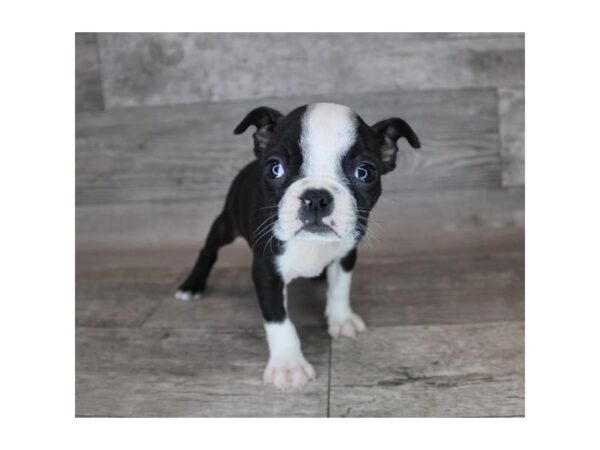 Boston Terrier-DOG-Female-Black / White-24366-Petland Scottsdale, Arizona