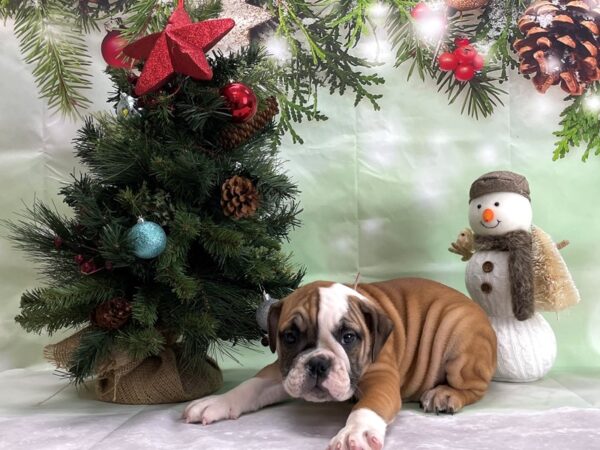 English Bulldog-DOG-Female-Red and White-24326-Petland Scottsdale, Arizona