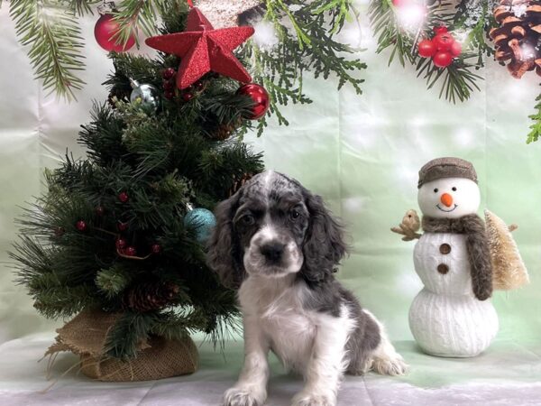 Cocker Spaniel-DOG-Male-Blue Roan-24327-Petland Scottsdale, Arizona