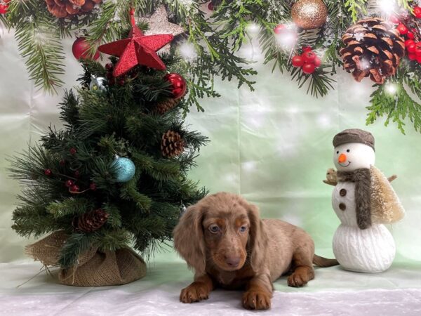 Dachshund-DOG-Female-Chocolate Dapple-24328-Petland Scottsdale, Arizona