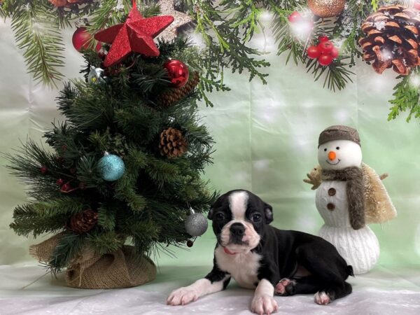 Boston Terrier-DOG-Female-Black and White-24329-Petland Scottsdale, Arizona