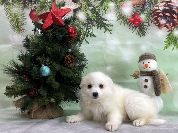 American Eskimo Dog-DOG-Female-White-24330-Petland Scottsdale, Arizona