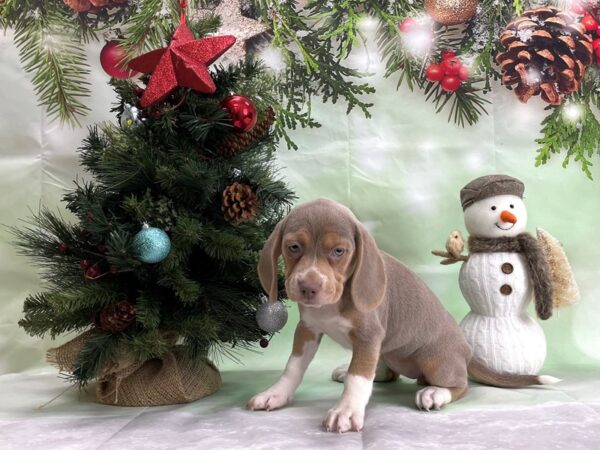 Beagle-DOG-Female-Blue Tan and White-24331-Petland Scottsdale, Arizona