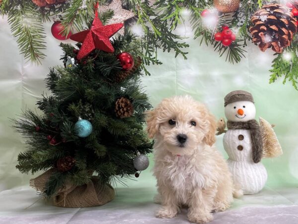 Bichon Frise-DOG-Female-White and Apricot-24332-Petland Scottsdale, Arizona