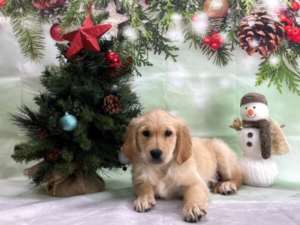 Golden Retriever-DOG-Male-Golden-24333-Petland Scottsdale, Arizona