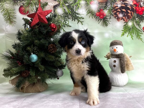 Miniature Australian Shepherd-DOG-Male-Black White and Brown-24337-Petland Scottsdale, Arizona