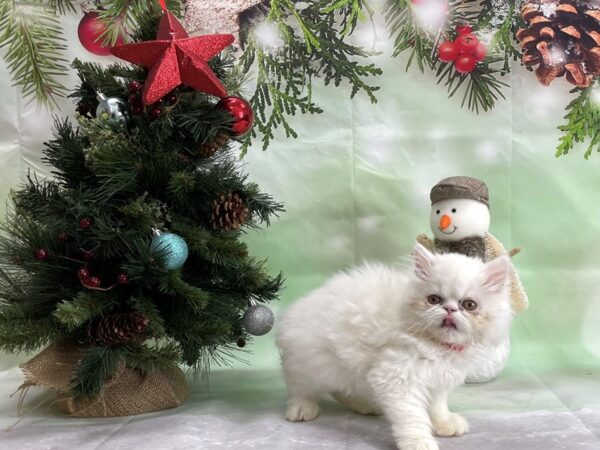 Persian-CAT-Female-White-24339-Petland Scottsdale, Arizona