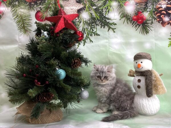Persian-CAT-Male-Blue-24340-Petland Scottsdale, Arizona