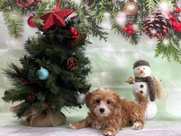 Maltese/Poodle-DOG-Female-Red-24344-Petland Scottsdale, Arizona