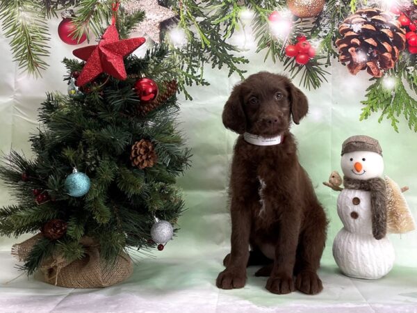 Labradoodle F1-B-DOG-Female-Brown-24345-Petland Scottsdale, Arizona